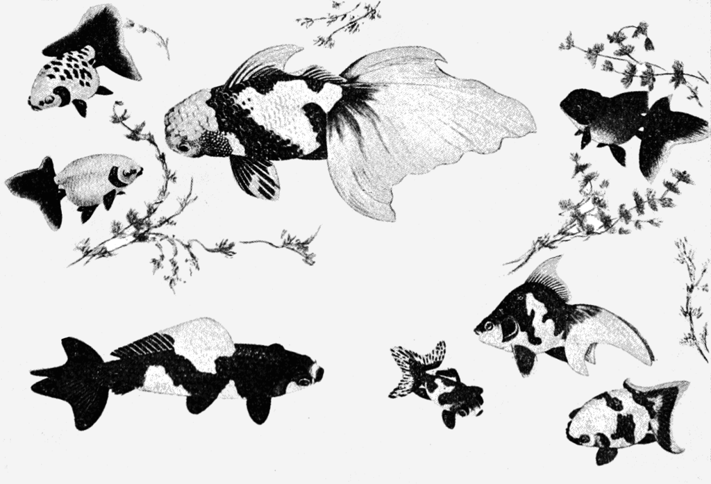 Black and white illustration of Japanese goldfish