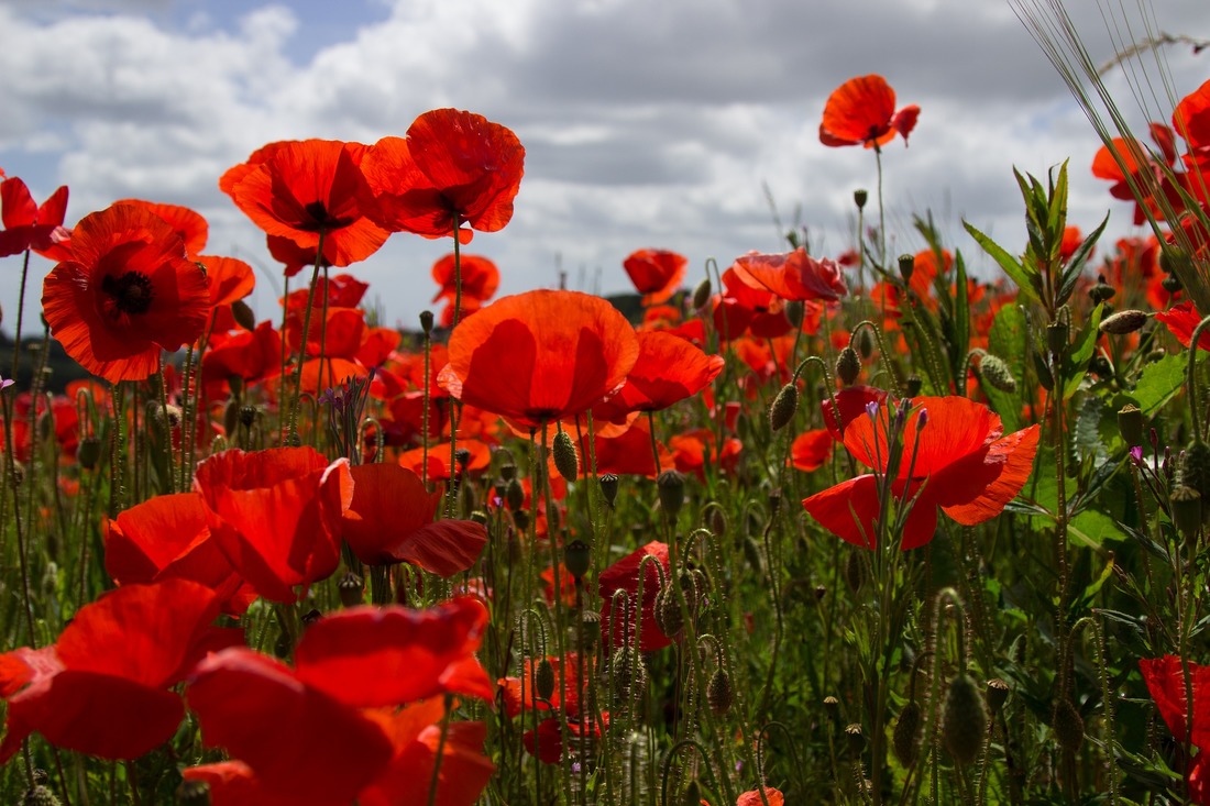 Photo of Live Poppies in a poppy field